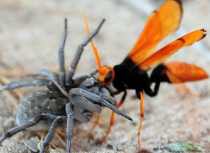 spider and wasp fighting